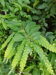 Phyllodium pulchellum