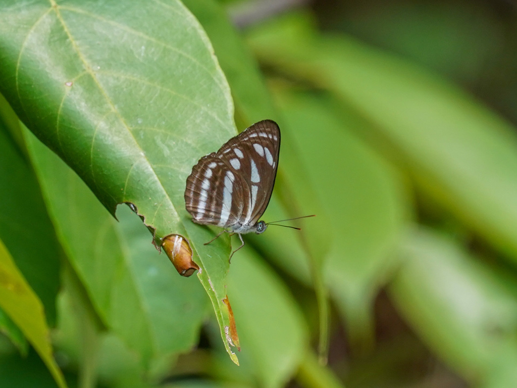 Grey Sailer