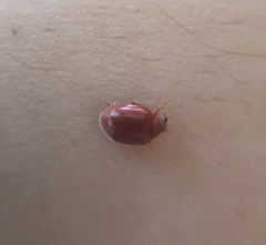 Coccinellidae