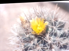 Coryphantha robustispina