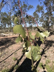 Eucalyptus populnea