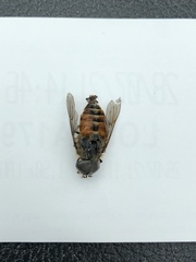 Hybomitra