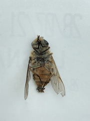 Hybomitra