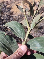Acacia grandifolia