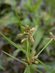 Cyperus sanguinolentus
