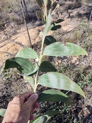 Acacia grandifolia