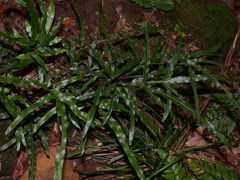 Pteris dimorpha prolongata