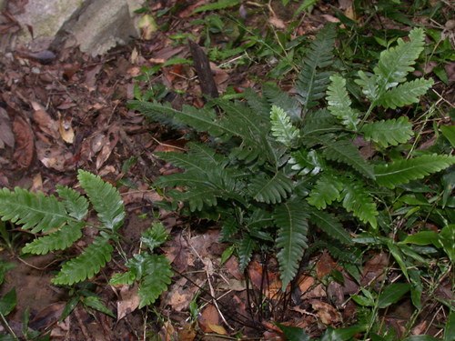 Pteris grevilleana iNat (1)
