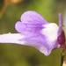 Utricularia minutissima - Photo (c) fischermans, some rights reserved (CC BY-SA)