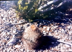 Echinomastus durangensis