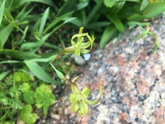 Freesia viridis viridis