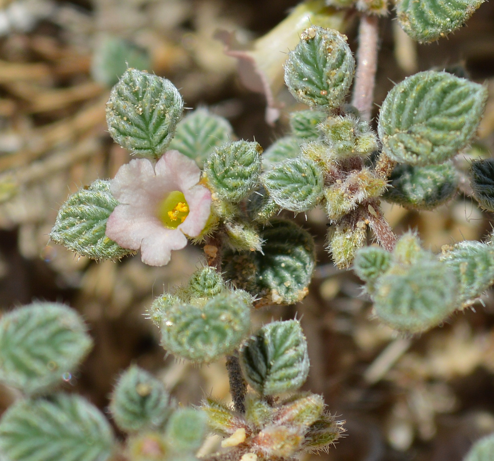 Tiquilia plicata