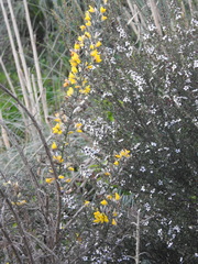 Ulex europaeus