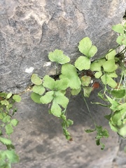 Asplenium ruta-muraria