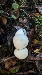 Rossbeevera pachydermis