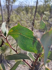 Acacia bancroftiorum