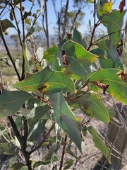 Acacia bancroftiorum
