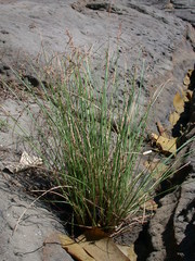 Fimbristylis sieboldii