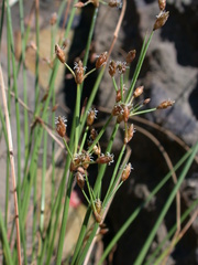 Fimbristylis sieboldii