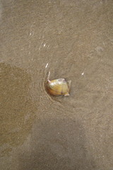 Latona cuneata