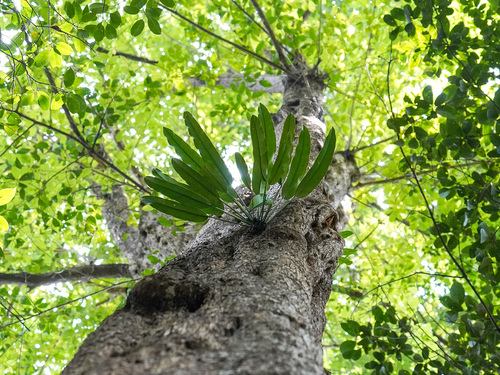 Epipremnum giganteum (Epipremnum giganteum)