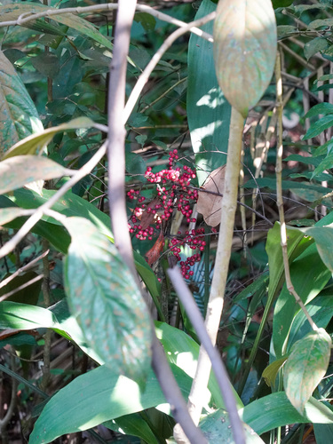 Hanguana rubinea (Hanguana rubinea)