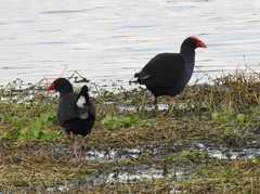 Porphyrio melanotus melanotus