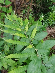 Phyllodium pulchellum