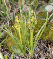 Chamorchis alpina