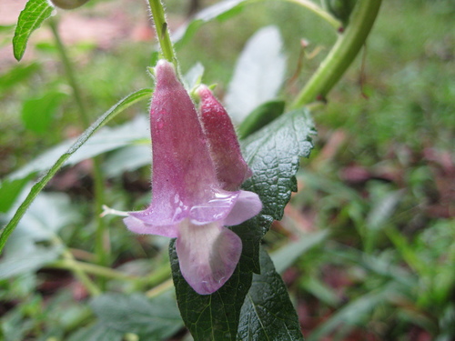 Sesamum radiatum