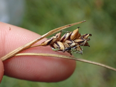 Carex panicea