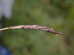 Carex panicea