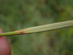 Carex panicea