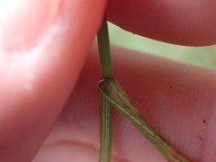 Carex panicea