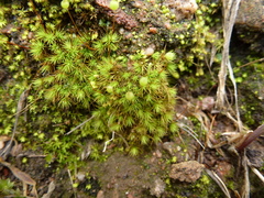 Bartramia nothostricta