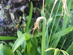 Freesia viridis viridis