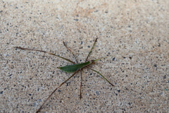 Anthophiloptera dryas
