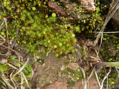 Bartramia nothostricta