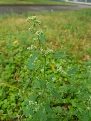 Chenopodium album