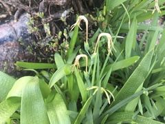 Freesia viridis viridis