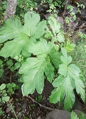 Heracleum sosnowskyi