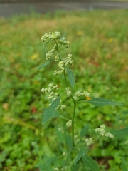 Chenopodium album