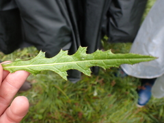 Cirsium dissectum