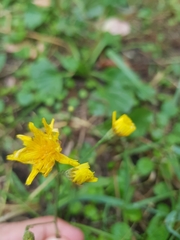 Scorzoneroides autumnalis