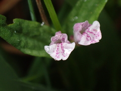 Scutellaria minor