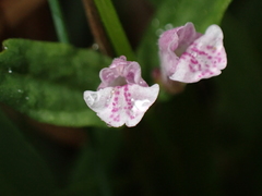 Scutellaria minor