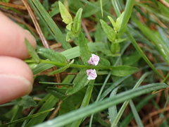 Scutellaria minor