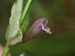 Scutellaria minor