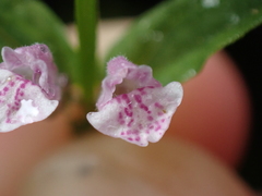 Scutellaria minor