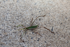 Anthophiloptera dryas